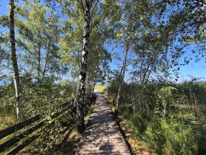 Un passage dans une petite zone boisée. Plage de Gletterens, Broye fribourgeoise, lac de Neuchâtel.