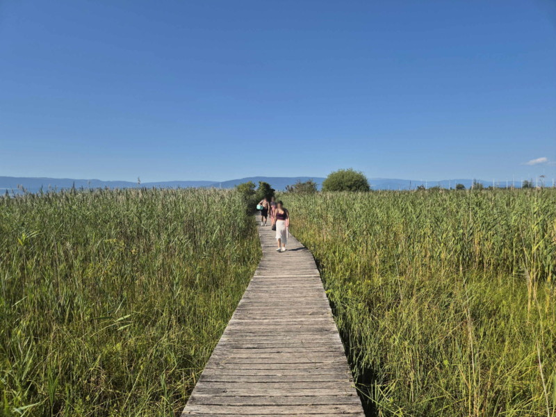 Le chemin à travers la Grande Cariçaie. Plage de Gletterens, Broye fribourgeoise, lac de Neuchâtel.