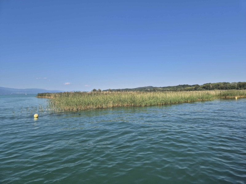 Côté est, Grande Cariçaie. Plage de Gletterens, Broye fribourgeoise, lac de Neuchâtel.