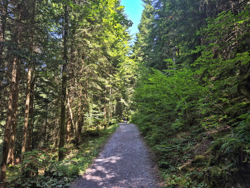 Le chemin pour rejoindre la Galerie Défago passe par l'accrobranche Organic Adventure Park. Balade par la Galerie Défago, Champéry, Val d'Illiez.