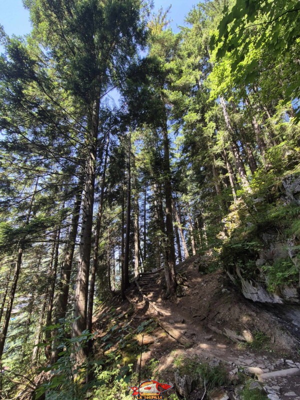 dernière partie de la galerie Défago consiste en une montée dans la forêt. Balade par la Galerie Défago, Champéry, Val d'Illiez.