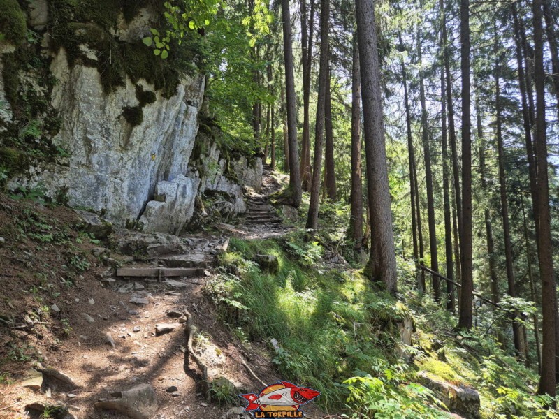 dernière partie de la galerie Défago consiste en une montée dans la forêt. Balade par la Galerie Défago, Champéry, Val d'Illiez.