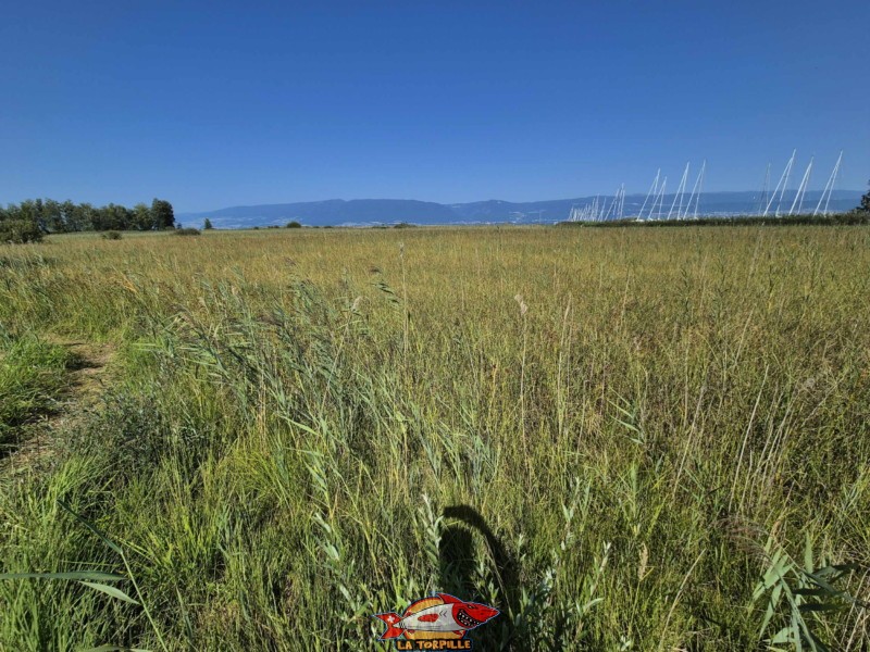 milieu, Grande Cariçaie. Plage de Gletterens, Broye fribourgeoise, lac de Neuchâtel.
