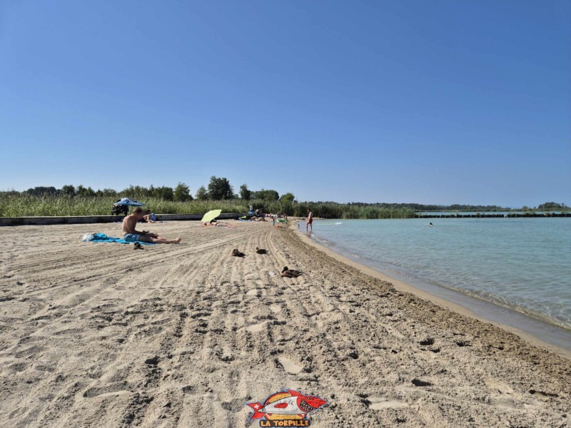 Bord. Plage de Gletterens, Broye fribourgeoise, lac de Neuchâtel.