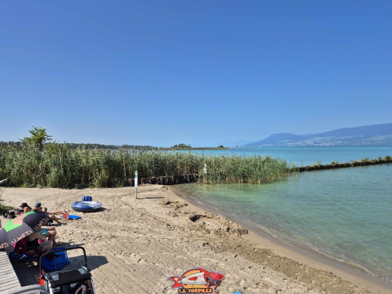 Côté Ouest, Grande Cariçaie. Plage de Gletterens, Broye fribourgeoise, lac de Neuchâtel.