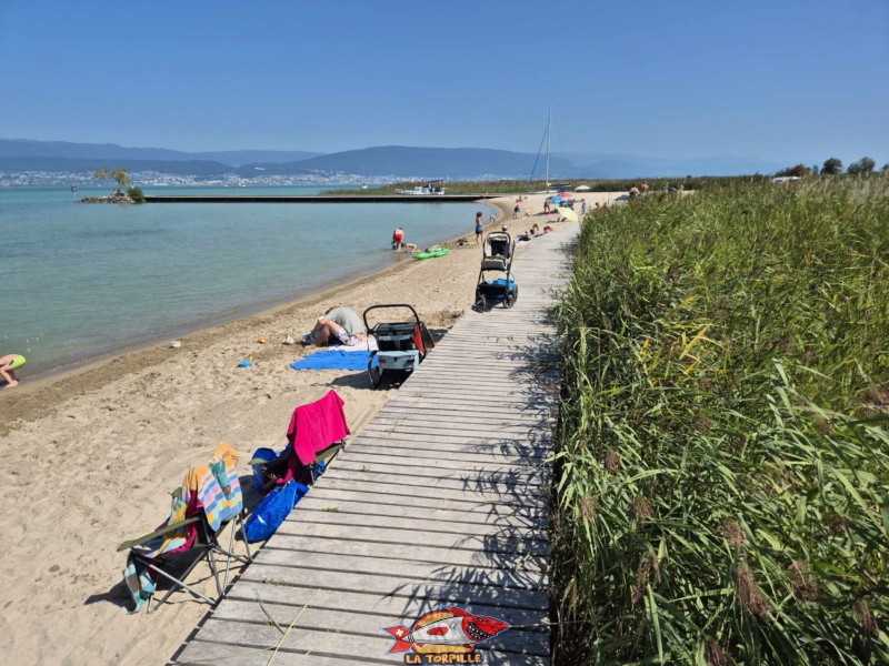 La magnifique plage de Gletterens au sein même de la Grande Cariçaie.
