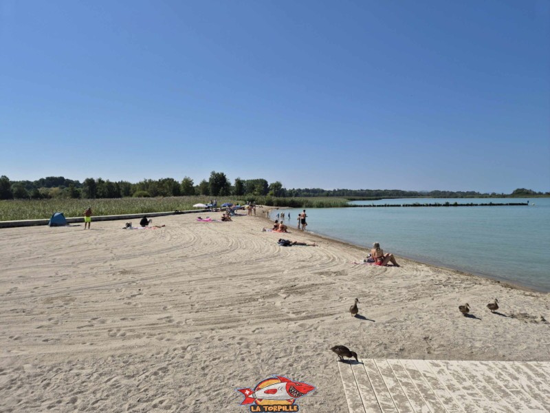 Côté Ouest, Grande Cariçaie. Plage de Gletterens, Broye fribourgeoise, lac de Neuchâtel.