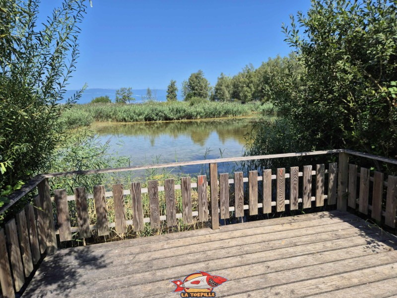 Un petit observatoire sur la Grande Cariçaie. Plage de Gletterens, Broye fribourgeoise, lac de Neuchâtel.
