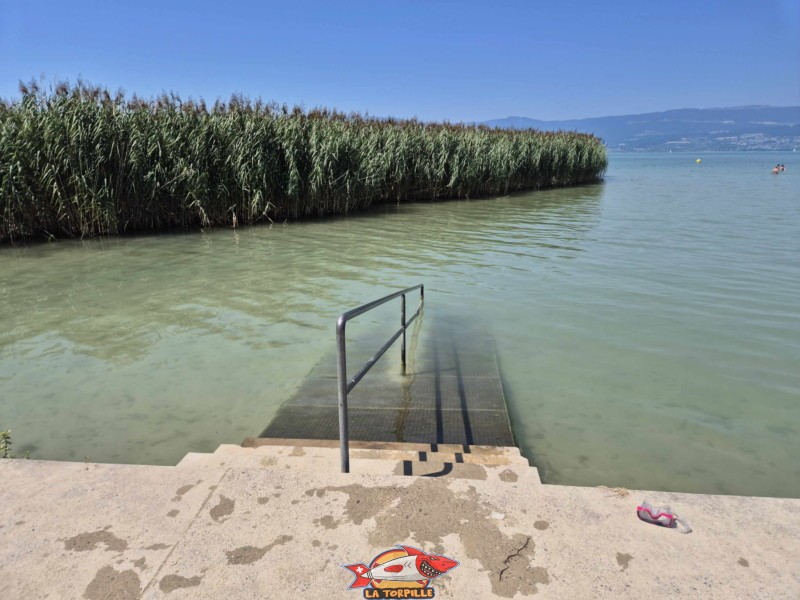Les roseaux entre la zone baigneur et la zone paddle.
