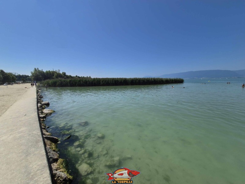 Les roseaux entre la zone baigneur et la zone paddle.