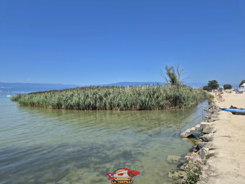 Les roseaux entre la zone baigneur et la zone paddle.
