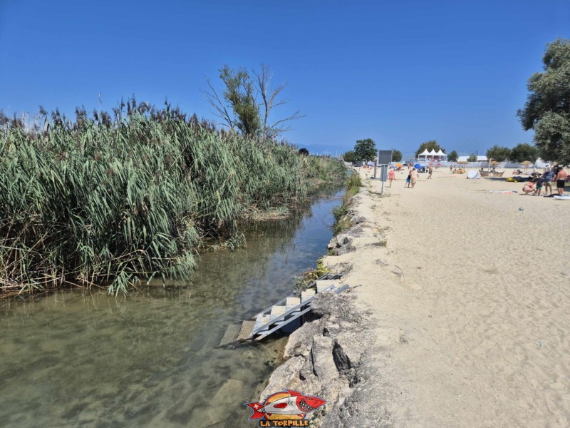 Les roseaux entre la zone baigneur et la zone paddle.