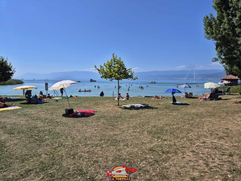 Pelouse. Plage de Cudrefin, Canton de Vaud, lac de Neuchâtel.