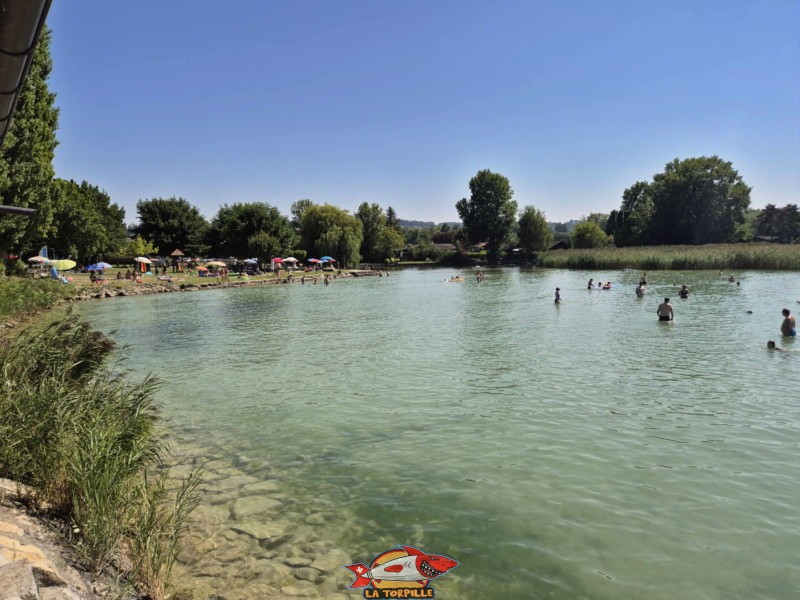 La plage de Cudrefin est attenante à la réserve naturelle des Grèves de la Motte, une des huit réserves de la Grande Cariçaie. Plage de Cudrefin, Canton de Vaud, lac de Neuchâtel.
