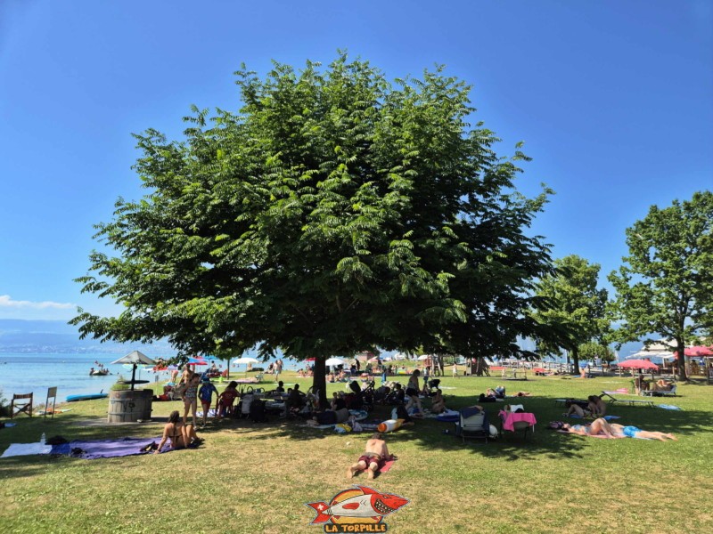 Pelouse. Plage de Cudrefin, Canton de Vaud, lac de Neuchâtel.