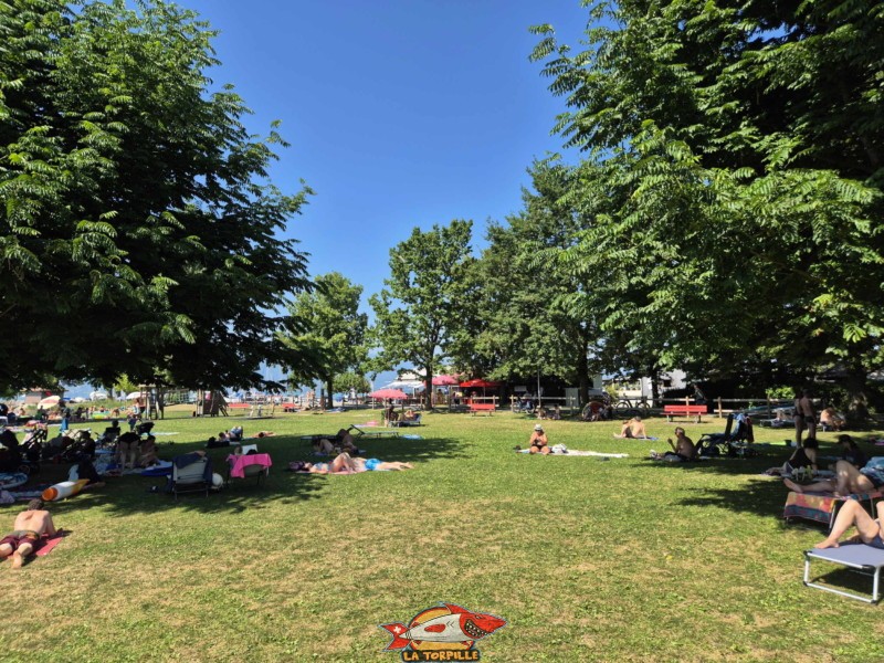 Pelouse. Plage de Cudrefin, Canton de Vaud, lac de Neuchâtel.