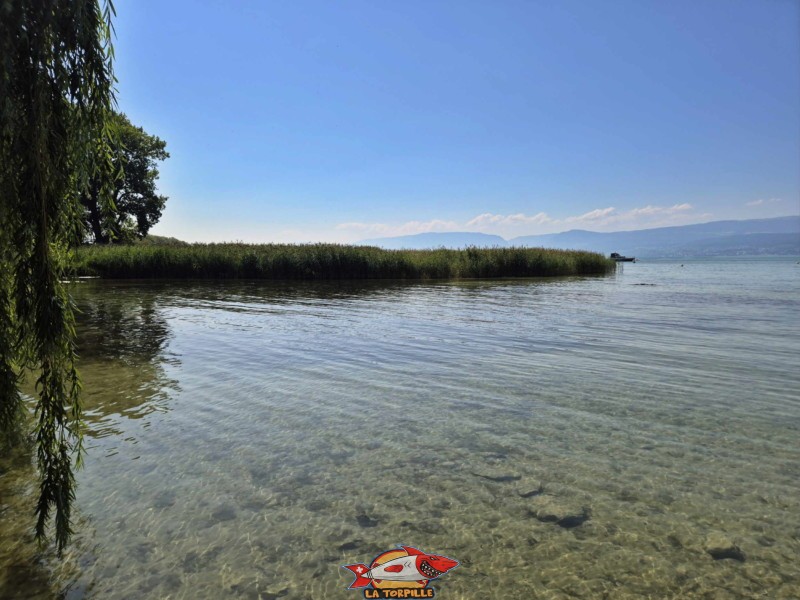 La plage de Cudrefin est attenante à la réserve naturelle des Grèves de la Motte, une des huit réserves de la Grande Cariçaie. Plage de Cudrefin, Canton de Vaud, lac de Neuchâtel.
