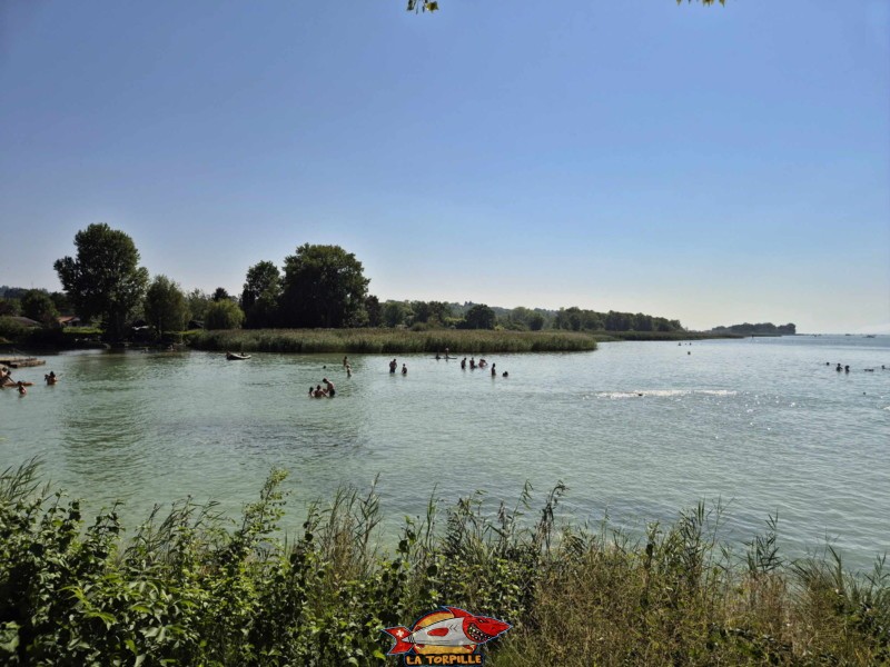 La plage de Cudrefin est attenante à la réserve naturelle des Grèves de la Motte, une des huit réserves de la Grande Cariçaie. Plage de Cudrefin, Canton de Vaud, lac de Neuchâtel.