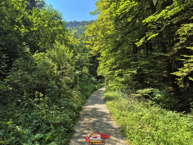 chemin d'accès. Lac Vert d'Untervelier, Haute-Sorne, district de Delémont. canton du Jura.