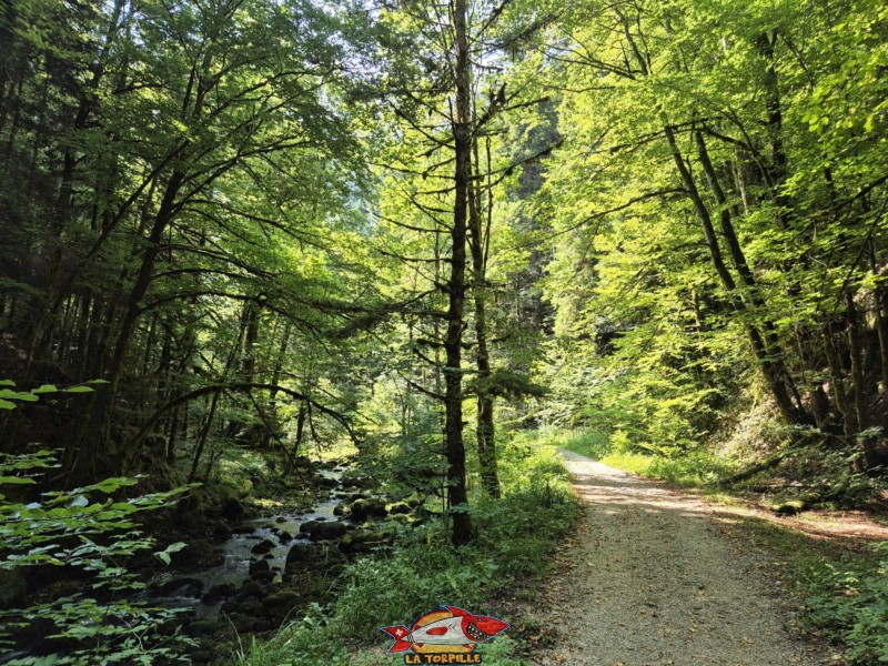 chemin d'accès. Lac Vert d'Untervelier, Haute-Sorne, district de Delémont. canton du Jura.