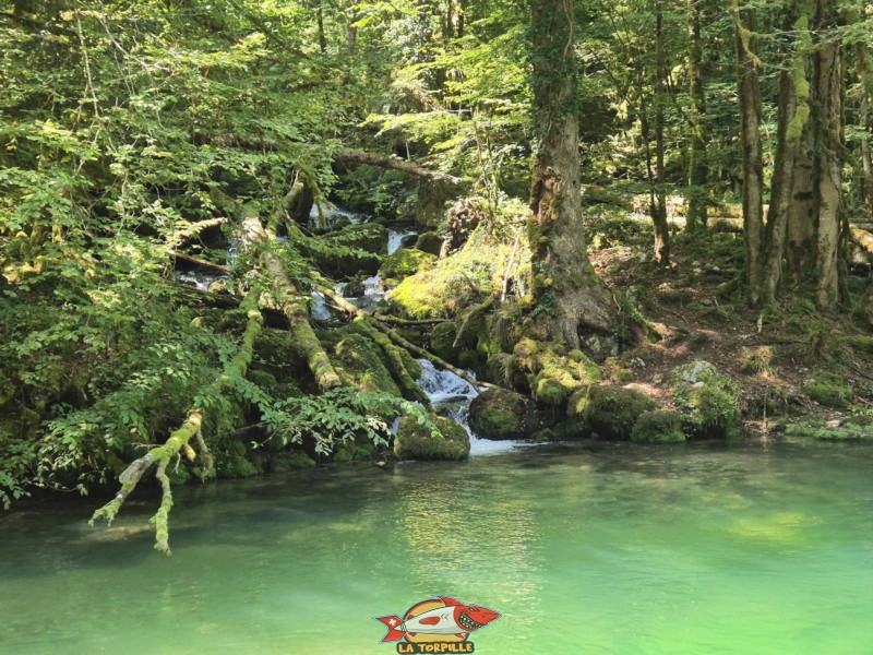 Les vues sur le côté sud du lac Vert. Lac Vert d'Untervelier, Haute-Sorne, district de Delémont. canton du Jura.