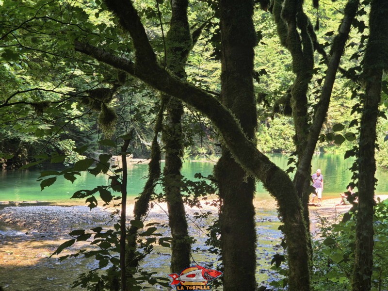 La vue sur le lac Vert depuis le chemin le long et à l'est du lac Vert. Lac Vert d'Untervelier, Haute-Sorne, district de Delémont. canton du Jura.