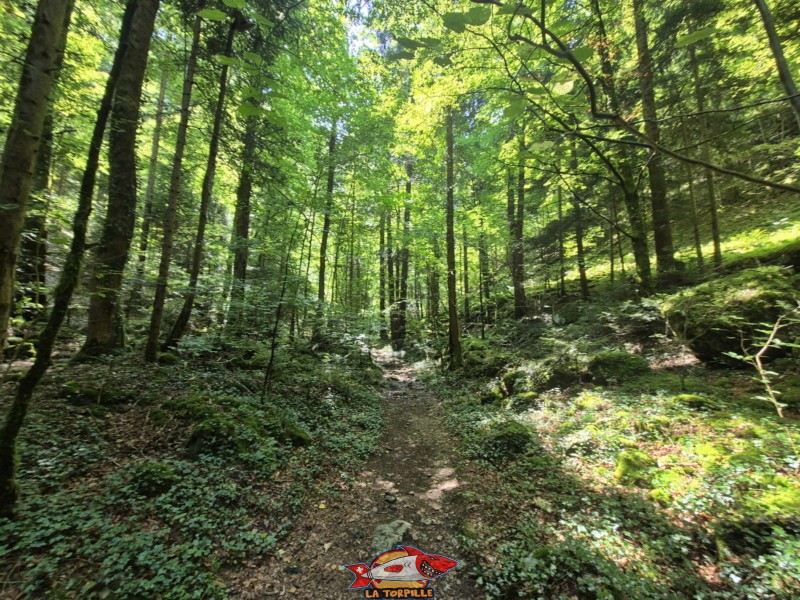 La deuxième partie du chemin du lac Vert d'Untervelier jusqu'à la route.