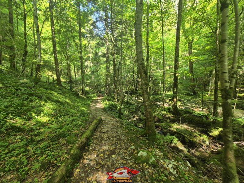 Chemin du retour. Gorges du Pichoux.