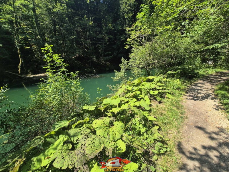 La vue sur le lac Vert depuis le chemin le long et à l'est du lac Vert. Lac Vert d'Untervelier, Haute-Sorne, district de Delémont. canton du Jura.