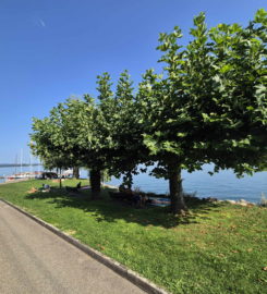 🛳️🏖️ Débarcadère de Daucher-Alfermée