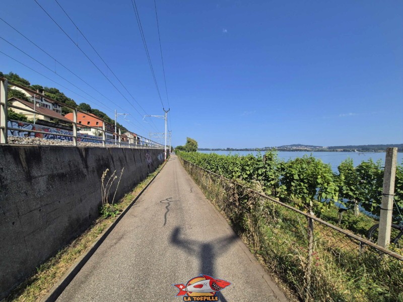 Le chemin des rives suit le bord du lac de Bienne.