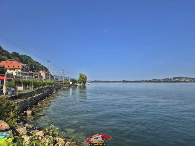 La vue sur le lac de Bienne en direction du nord-ouest. Au milieu de l'image, le débarcadère de Daucher-Alfermée. La plage de Daucher, Tüscherz, Lac de Bienne. La vue sur le lac de Bienne en direction du nord-ouest. Au milieu de l'image, le débarcadère de Daucher-Alfermée. La plage de Daucher, Tüscherz, Lac de Bienne.