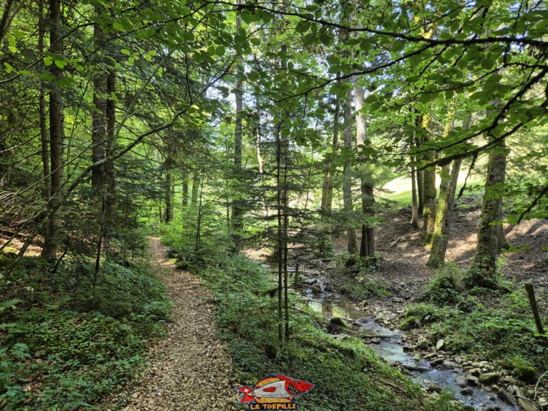 Ponts 5 & 6. Gorges de Perrefitte, Jura bernois.