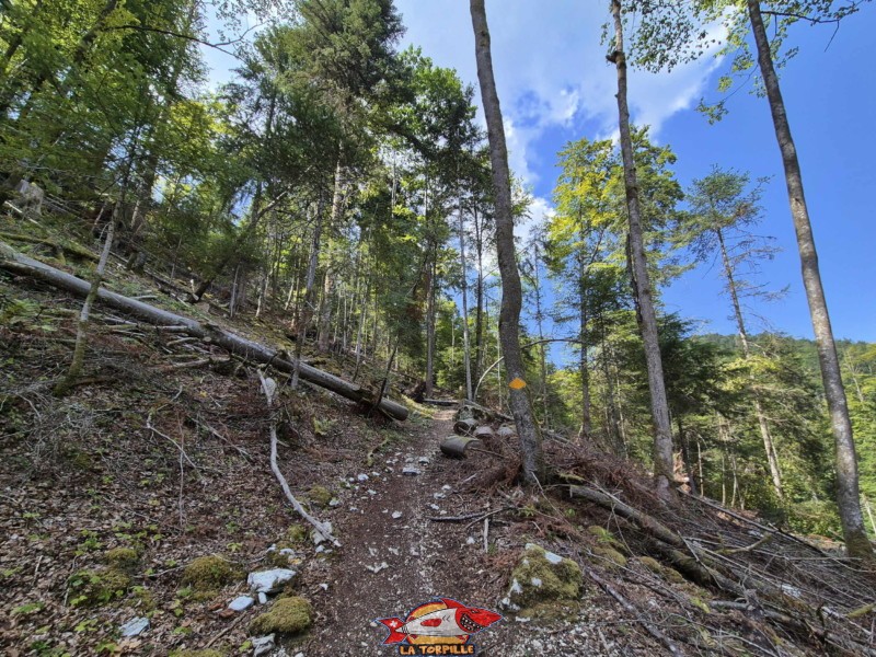 Montée raide. Gorges de Perrefitte, Jura bernois.