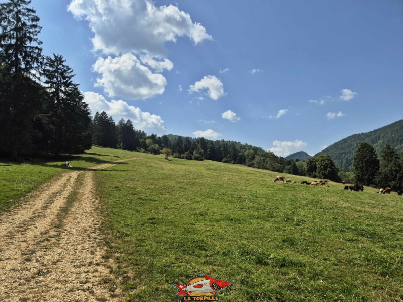 La vue vers l'arrière sur le pâturage de Moron. La redescente par le pâturage de Moron avec la vue sur la ville de Moutier.