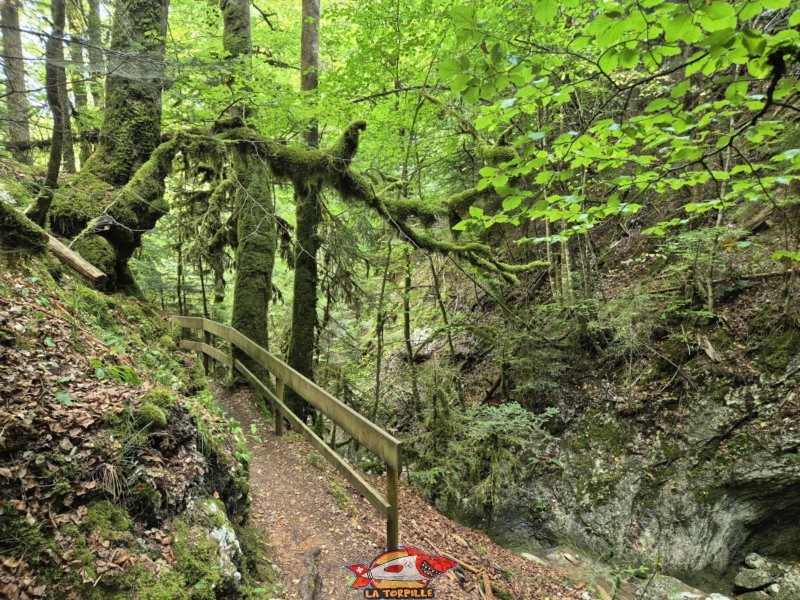 Deuxième escalier. Gorges de Perrefitte, Jura bernois.