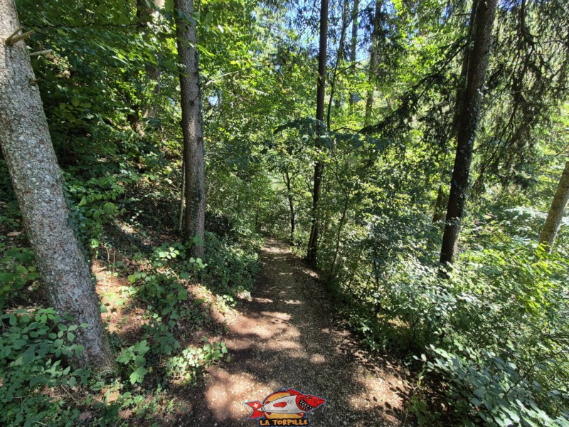 Le chemin descend dans la forêt jusqu'au lit de la rivière Douanne.
