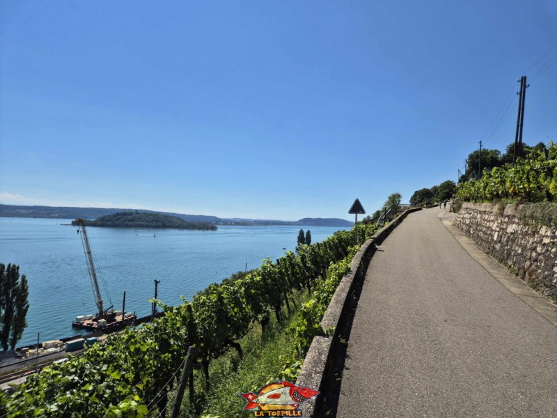 La vue en direction du lac de Bienne et son vignoble. Le chemin se trouve sur la route du vignoble et le sentier de la vigne. Sur la gauche, l'île St-Pierre. 