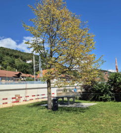 🏖️ Plage de Chlyne Twann – Gléresse