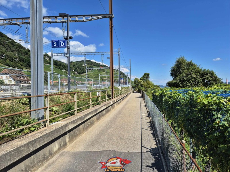 Le sentier des rives, au bord du lac de Bienne, qui permet de rejoindre le débarcadère dans le village de Douanne en 300 mètres et 5 minutes.