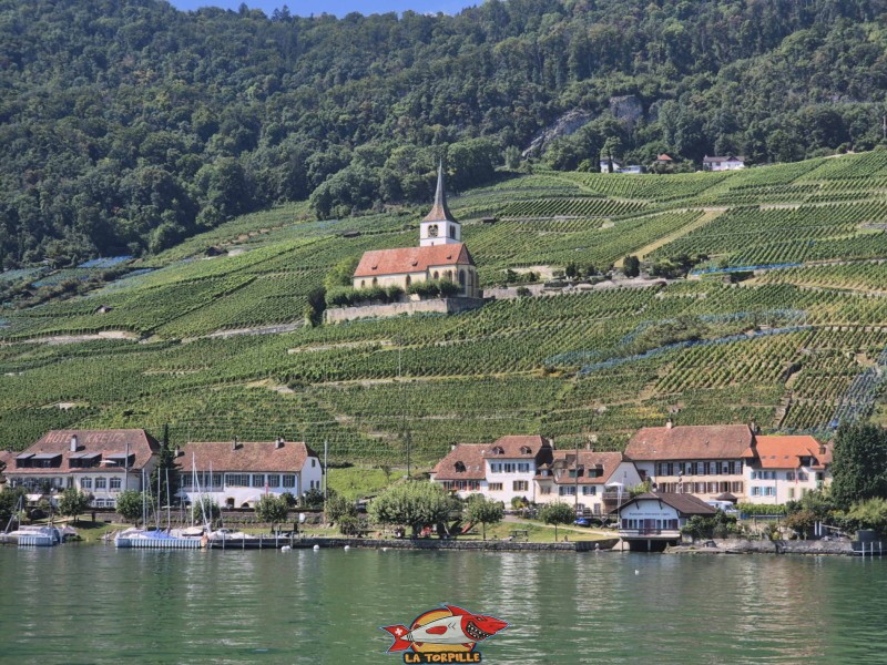 Le village De Gléresse (Ligerz) avec sa magnifique église au sein du vignoble.