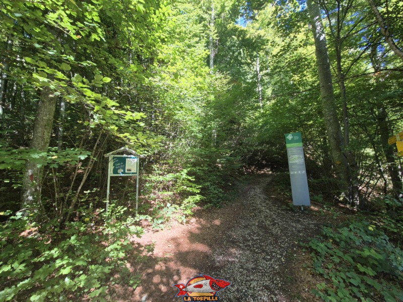 Le début de la montée du sentier du Gore Virat dans la réserve forestière du Raimeux. Montée inférieure, sentier du Gore Virat.