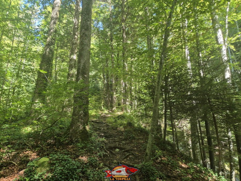  Montée inférieure, sentier du Gore Virat.