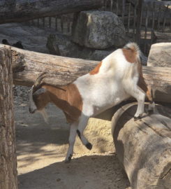 🐅 Zoo Sikypark – Crémines