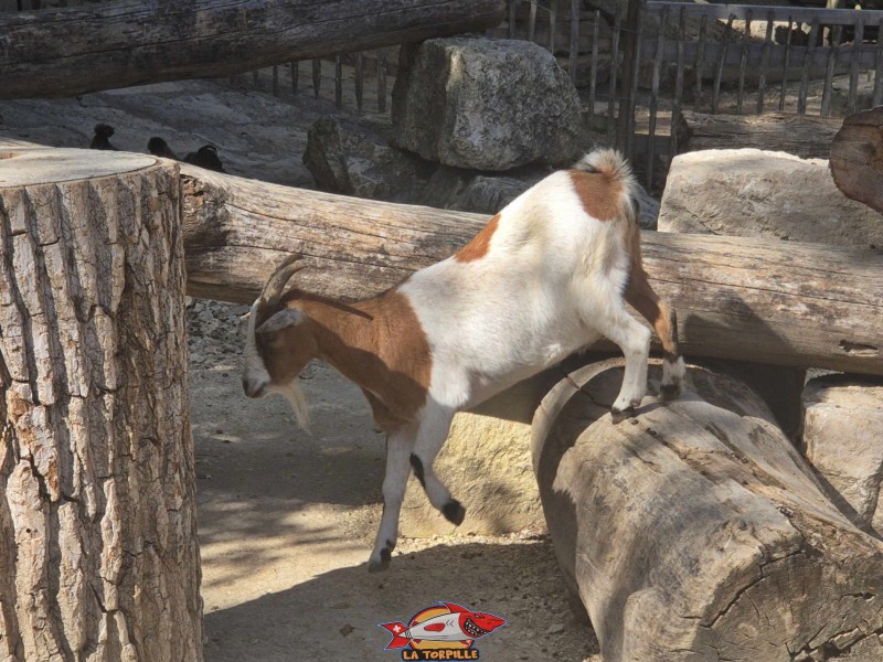 Une chèvre. Zoo Sikypark, Crémines, Jura bernois.