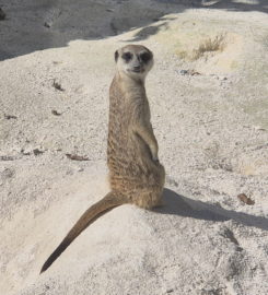 🐅 Zoo Sikypark – Crémines