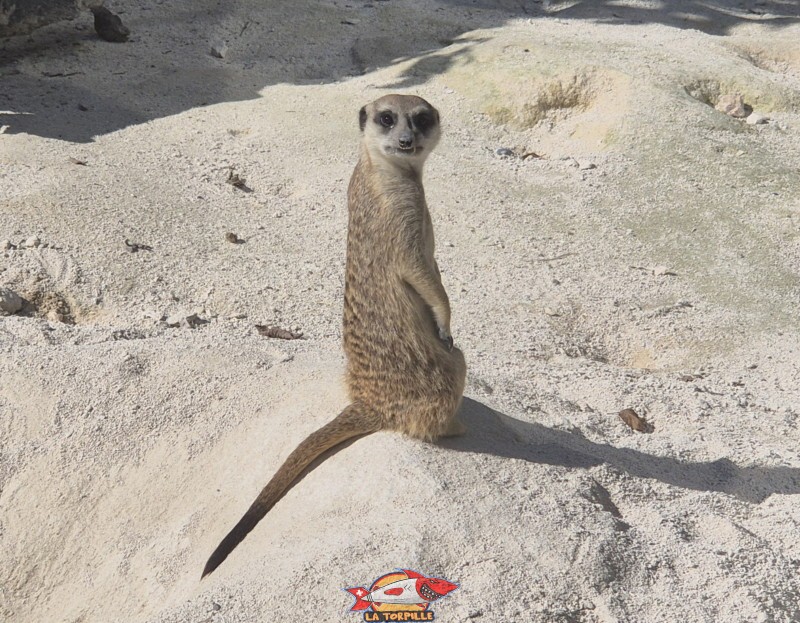 Un suricate. Zoo Sikypark, Crémines, Jura bernois.