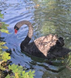 🐅 Zoo Sikypark – Crémines