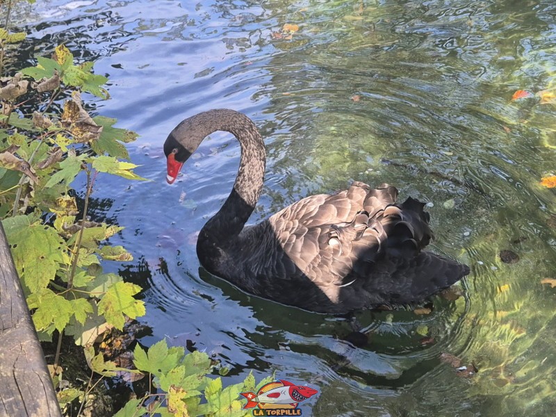 Un cygne noir. Zoo Sikypark, Crémines, Jura bernois.