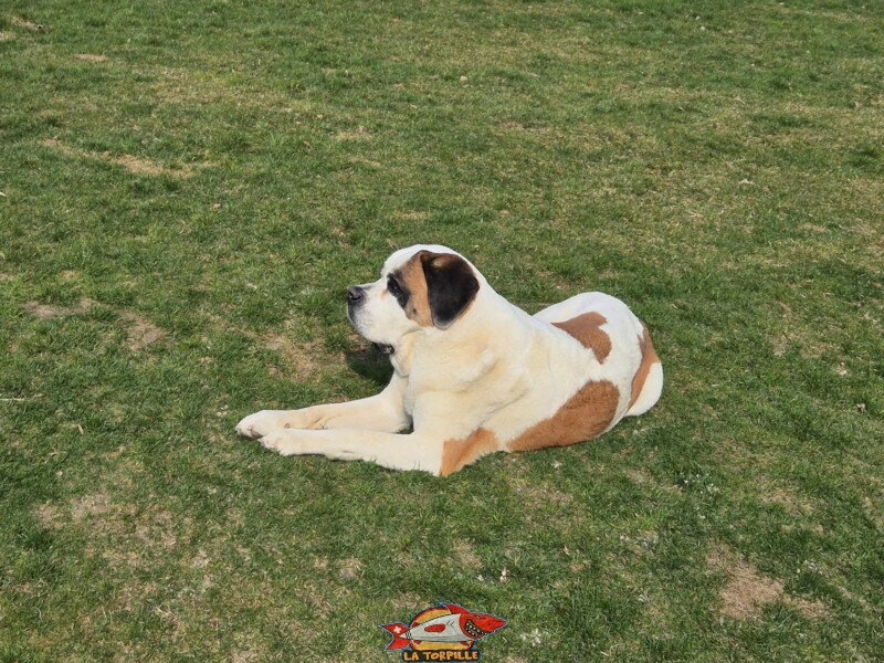 Barry Joueur, Barryland, Martigny